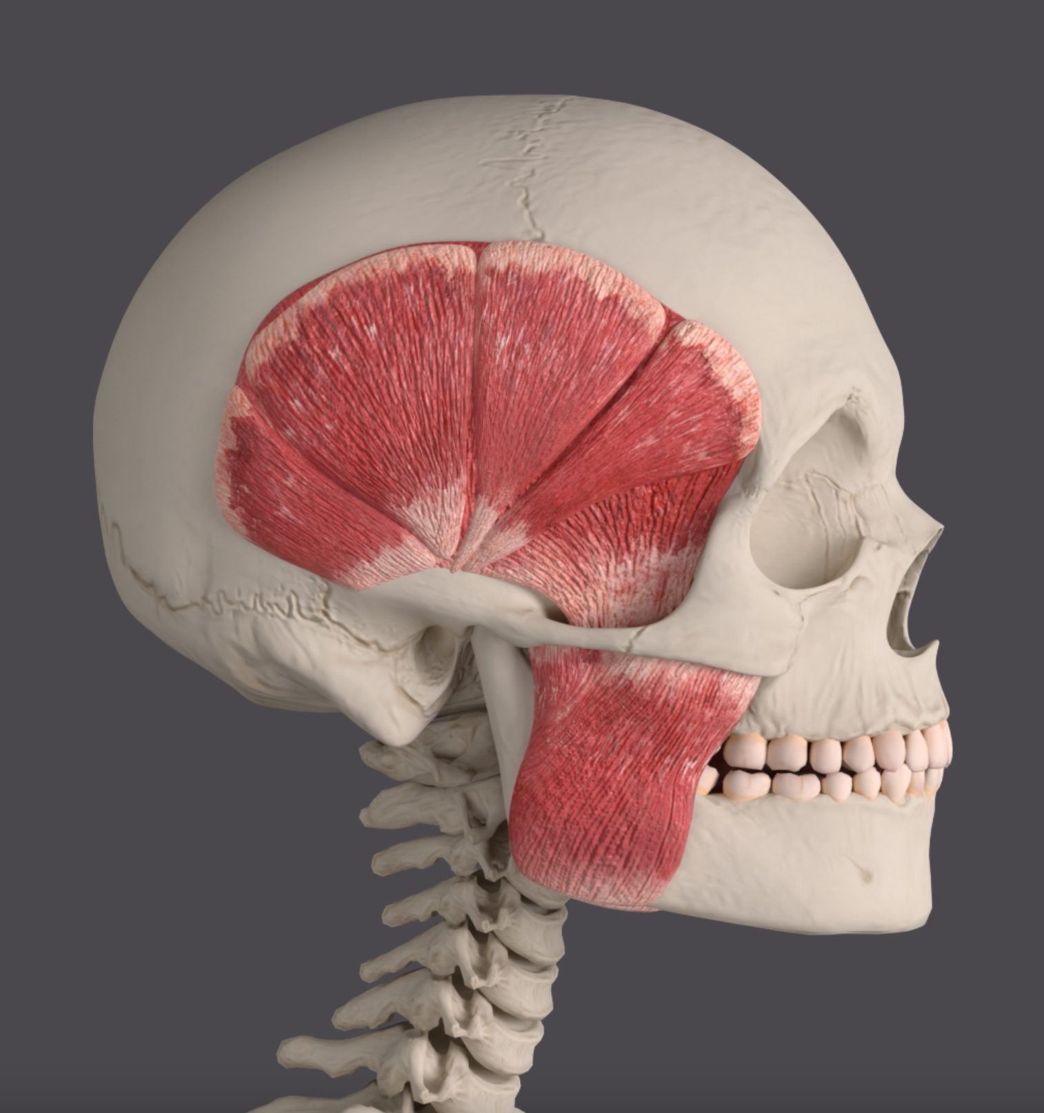 Facial Upswing from Stronger Gum