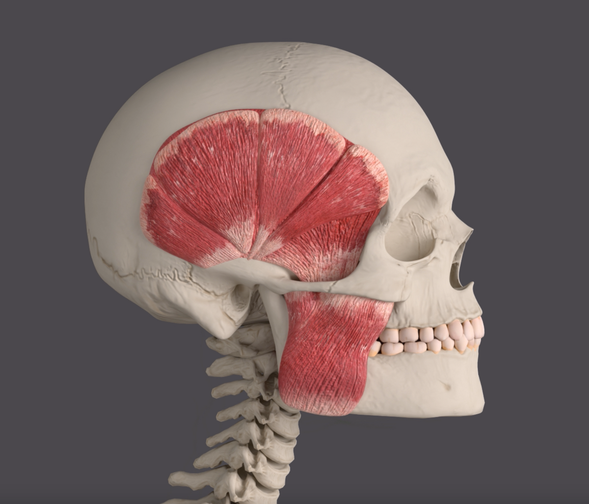 Stronger Gum für die Jawline | Erdbeere, Zuckerfrei, 120 Stück (320g) - Harter Kaugummi | Bester Kaugummi für die Kieferlinie